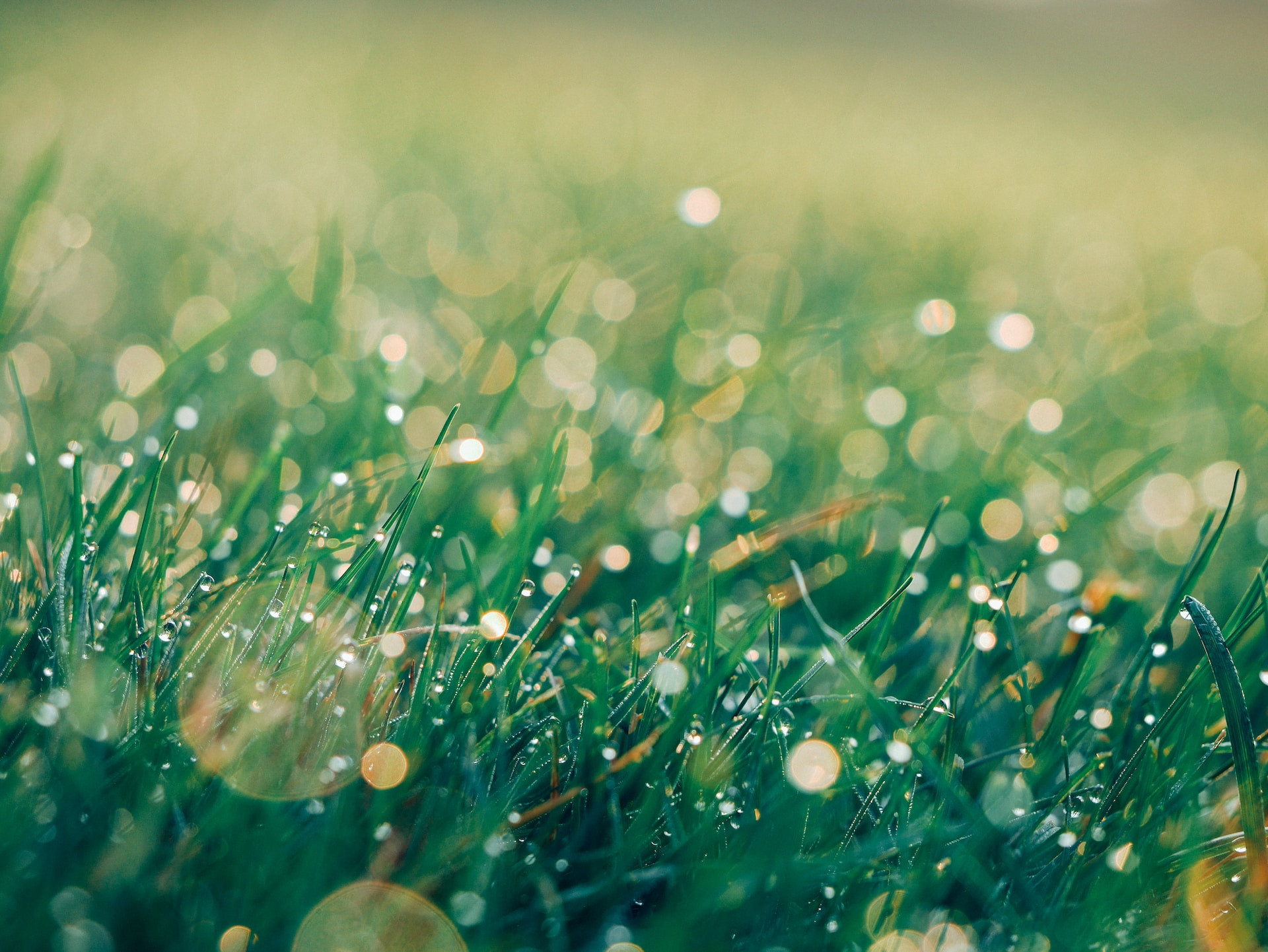 Revitalizing Mornings: Introducing the Refreshing Morning Shower Program